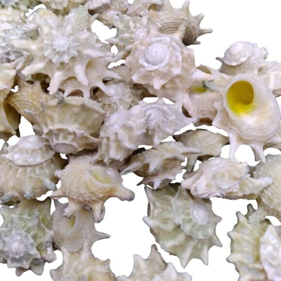 Vintage Astralium Calcar Star Snail Seashells For Crafting & Collecting - Picture 2 of 3